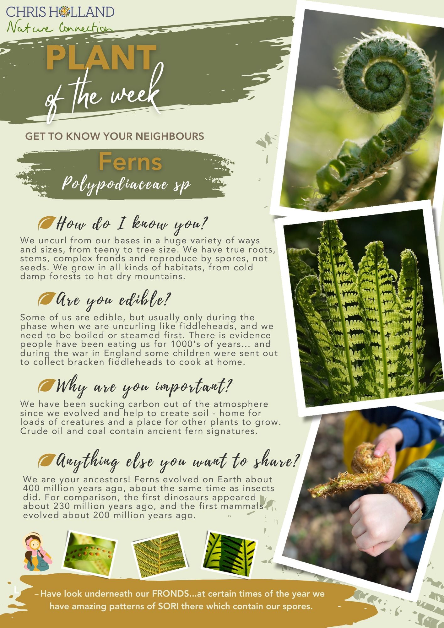 The PLANT OF THE WEEK collection - A4 wire-bound book